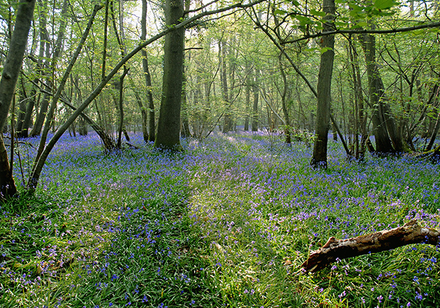 New Northern Forest to be planted