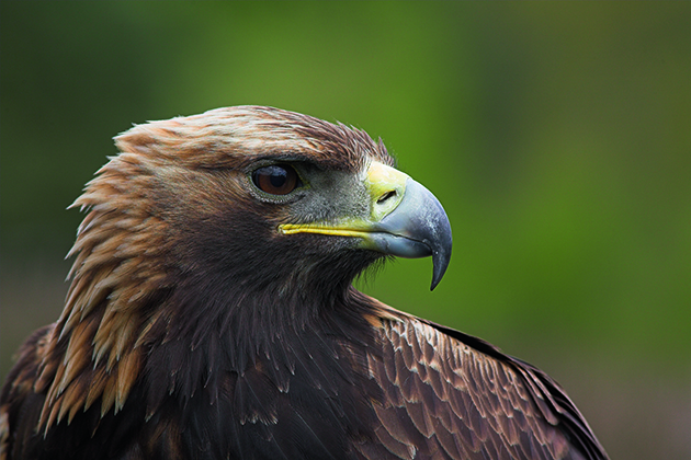 Scottish shooters condemn illegal killing of raptors