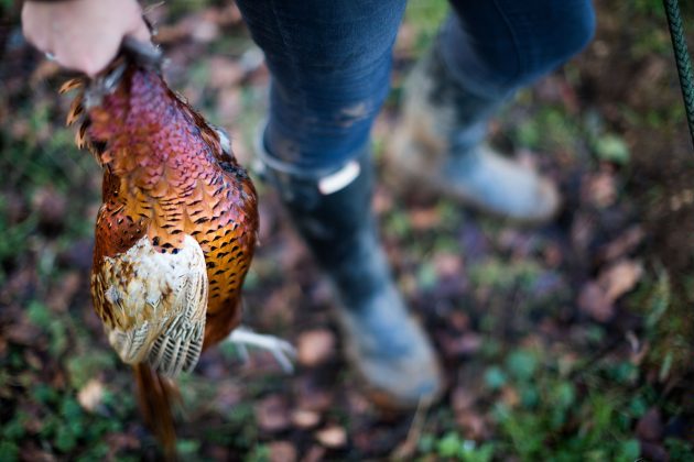 Scotland puts game-shoot licensing back on the table