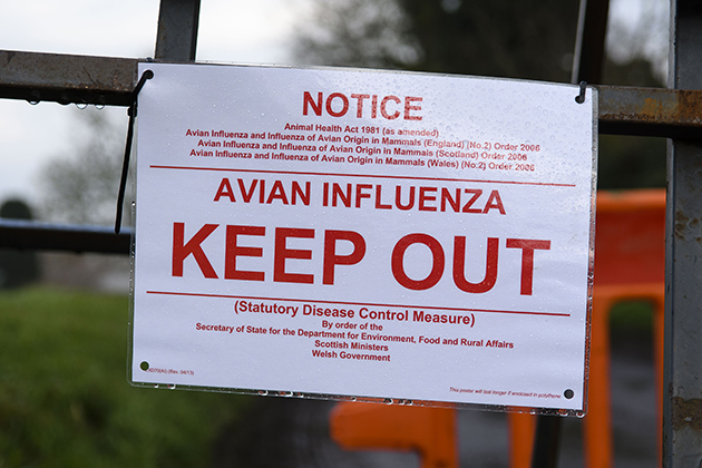 UK declared bird flu-free
