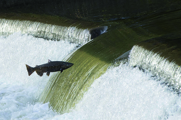 GWCT launches SAMARCH salmon project