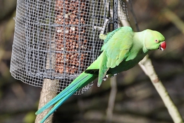 Ring-necked parakeet