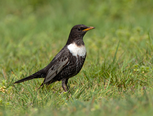 Rare ring ouzel benefits from grouse moor environment