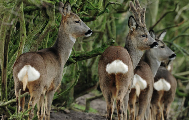 English and Welsh roe review 2015