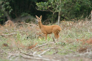 New study on deer damage