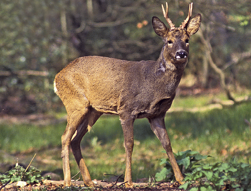 New study investigates the impact of roe deer population