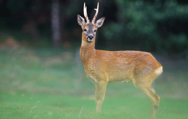English and Welsh roe heads review 2014