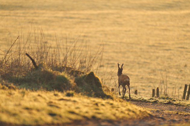 Roe deer 