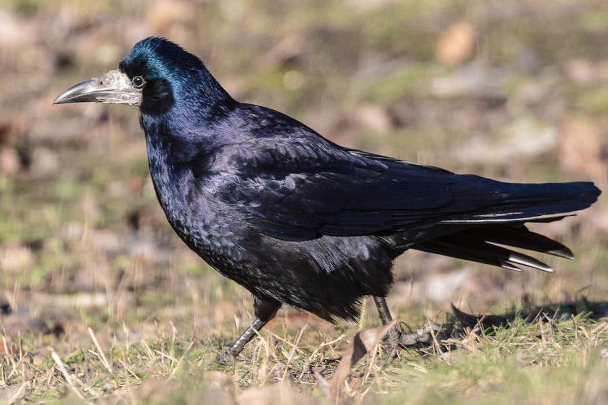 rook