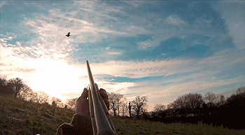 Roughshooting in Dorset