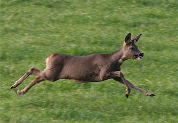 I keep finding deer stuck in fences while out stalking!