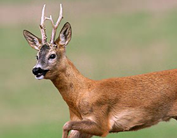 League Against Cruel Sports negligence of deer suffering exposed