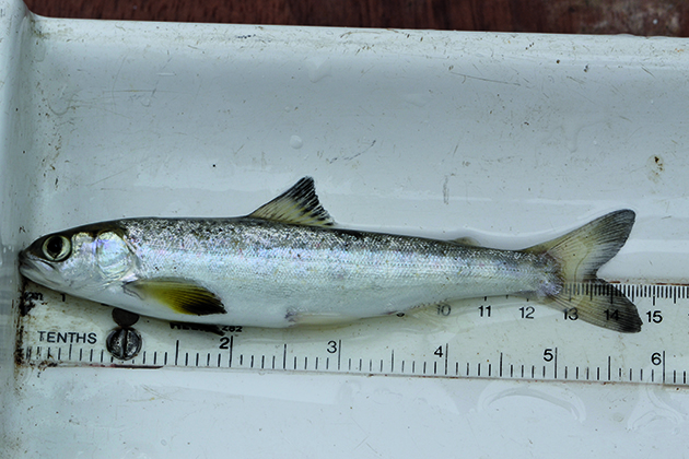 Salmon facing myriad threats