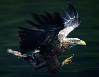 Shooting and countryside groups question sea eagle introduction