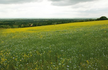 European Union plans to scrap set-aside land