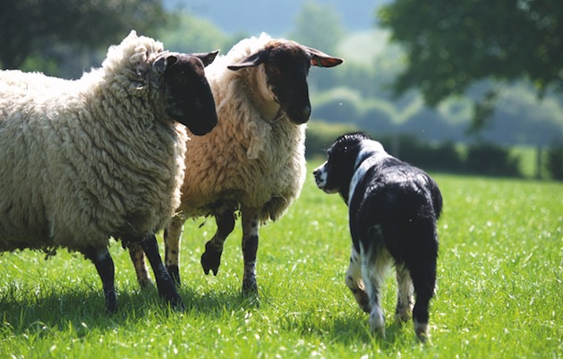 Dog training &#8211; electric collars have their uses for training