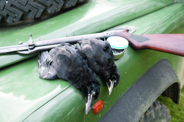 shot rooks 