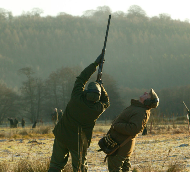 Which type of pheasant shooting is superior?
