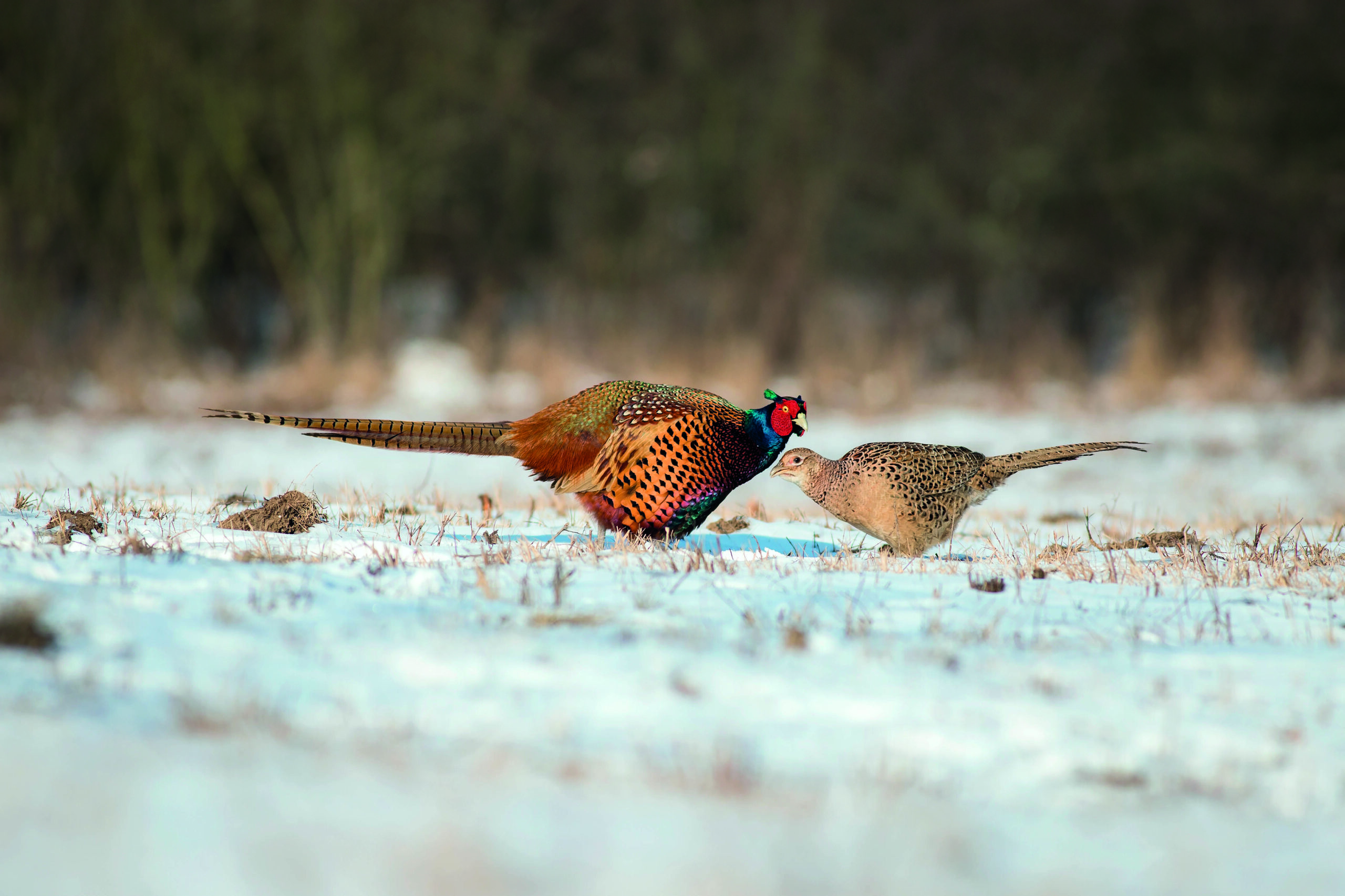 Freezing temperatures are impacting on wild birds