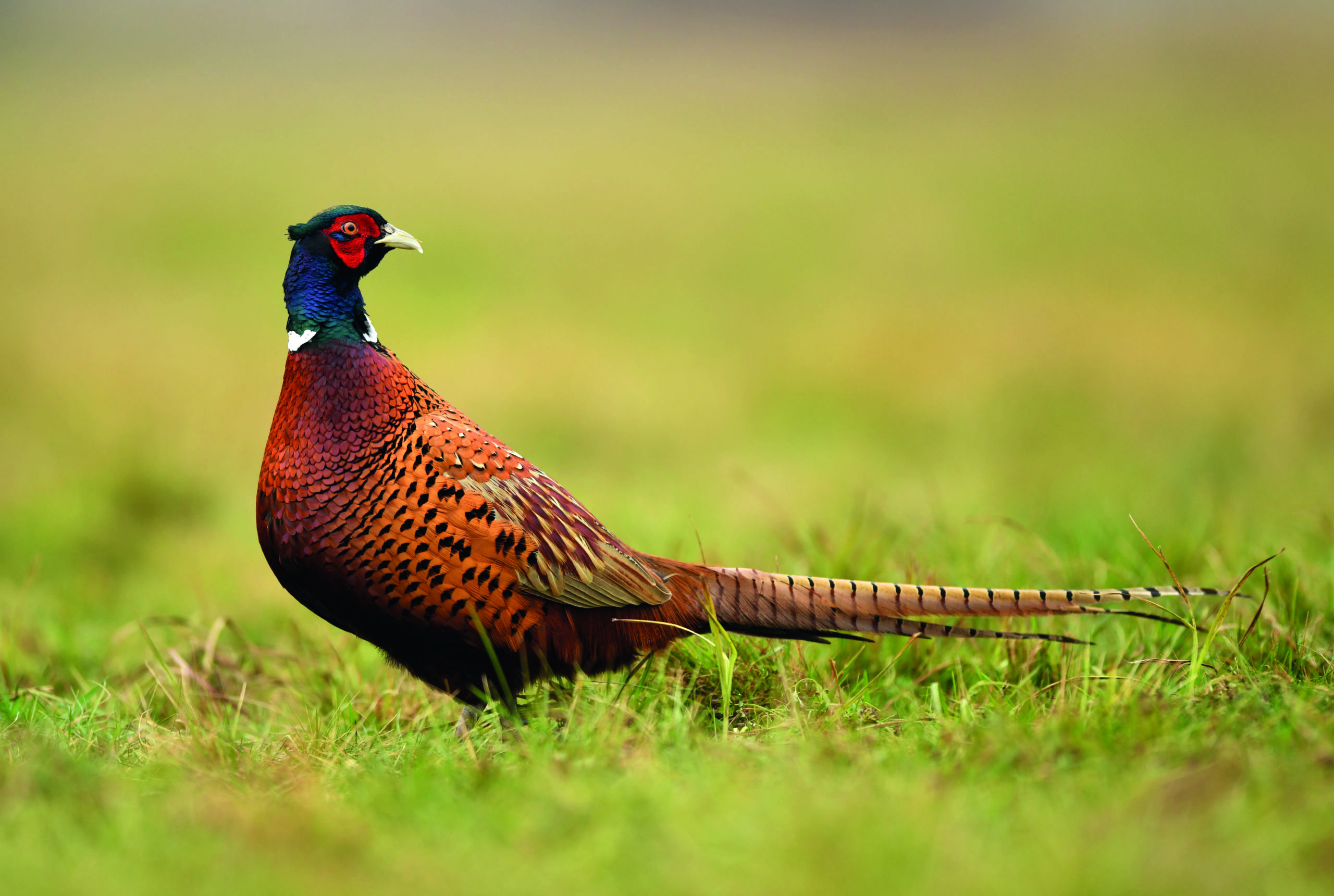 All flocks to be registered — but will shoots be targeted?