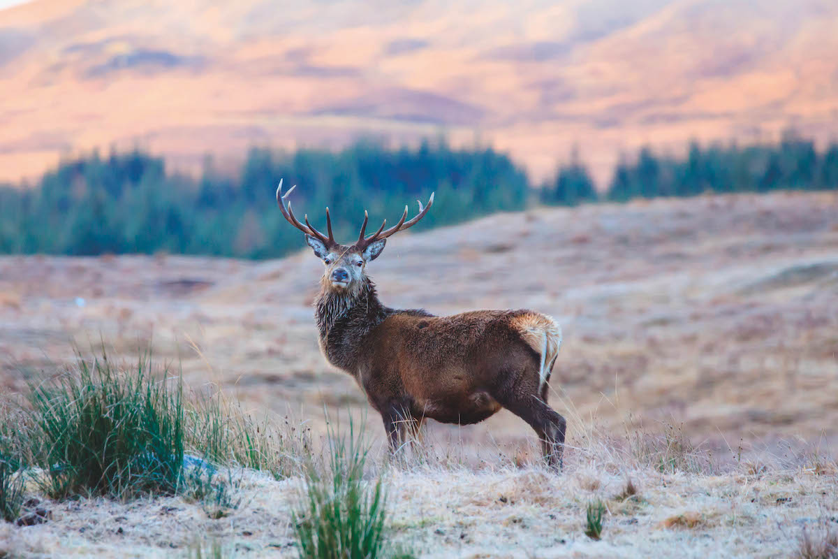 Scotland abolishes close season for male deer