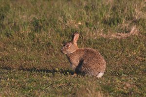 Multiple severe myxomatosis outbreaks across the UK