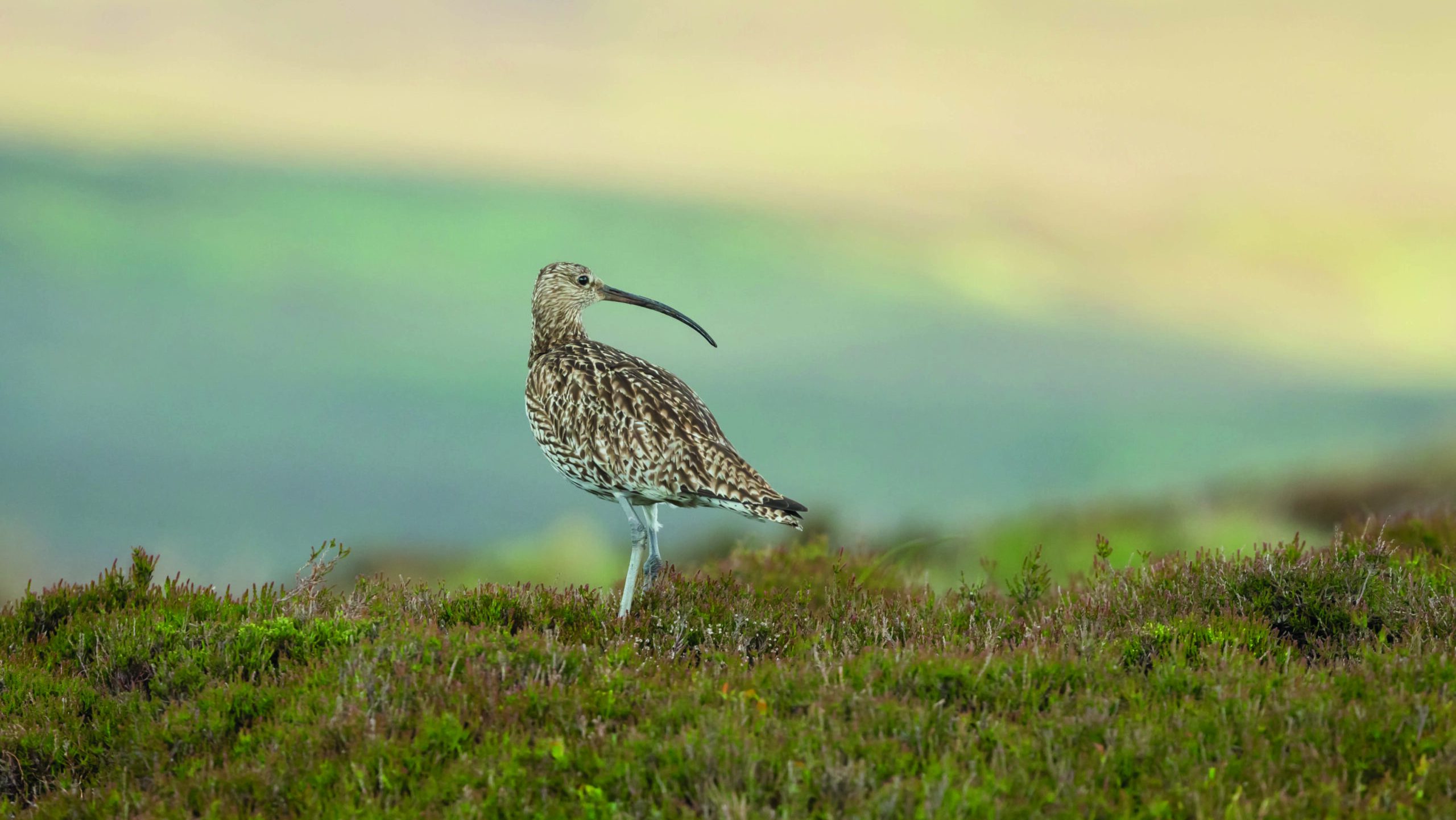 New GWCT ambassador programme unveiled