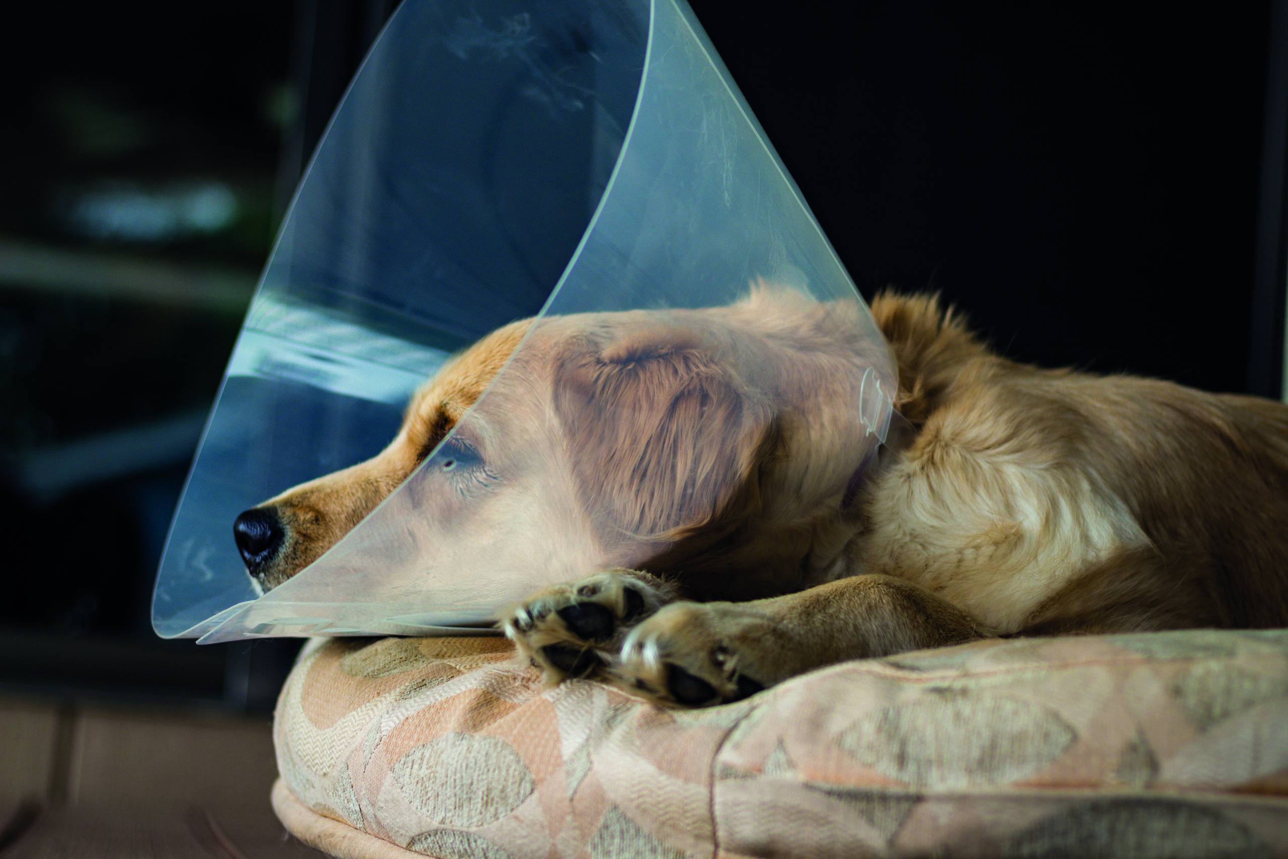 Alliance supports CMA’s investigation into vet sector