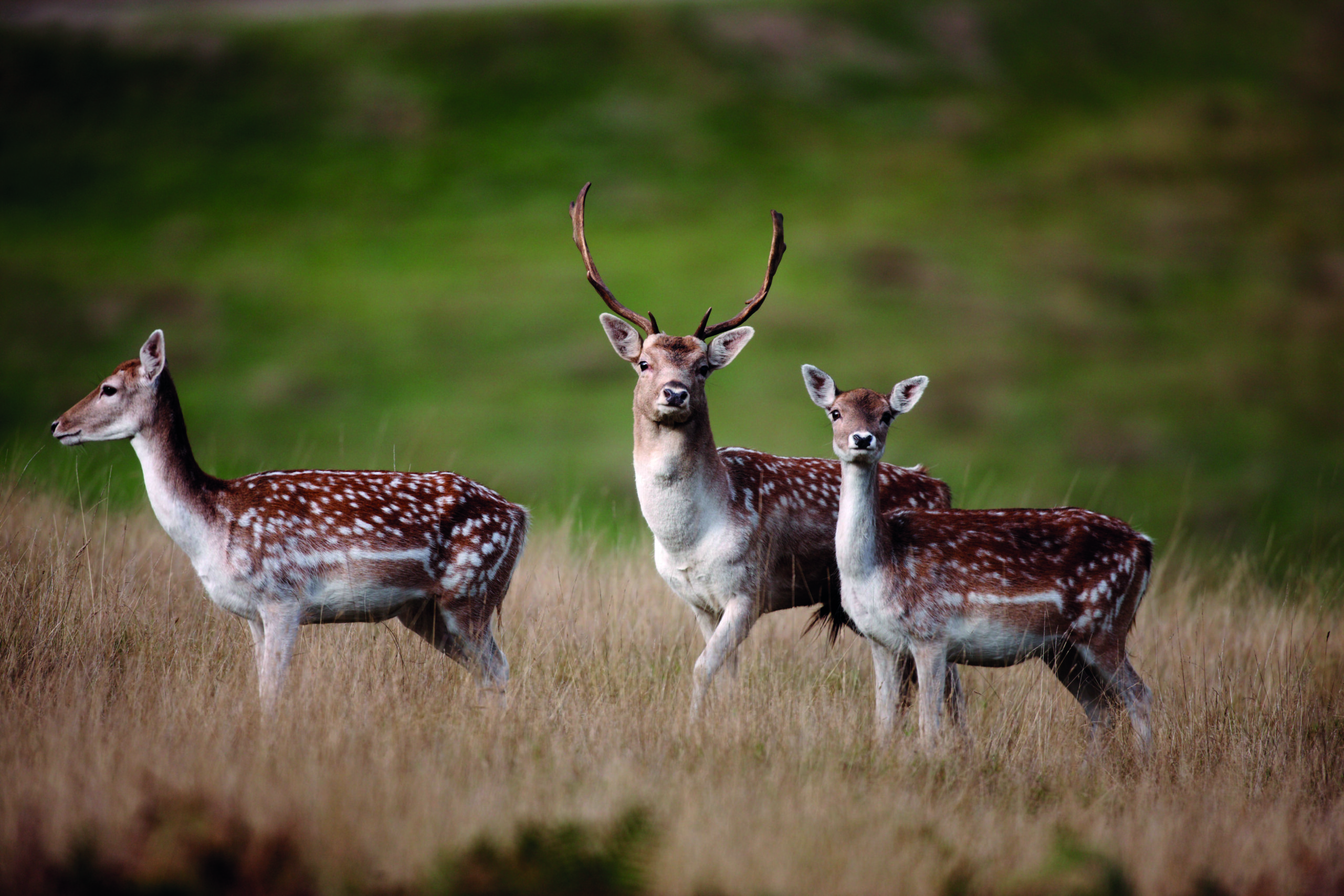 Countryside Alliance says BBC story is ‘misleading’