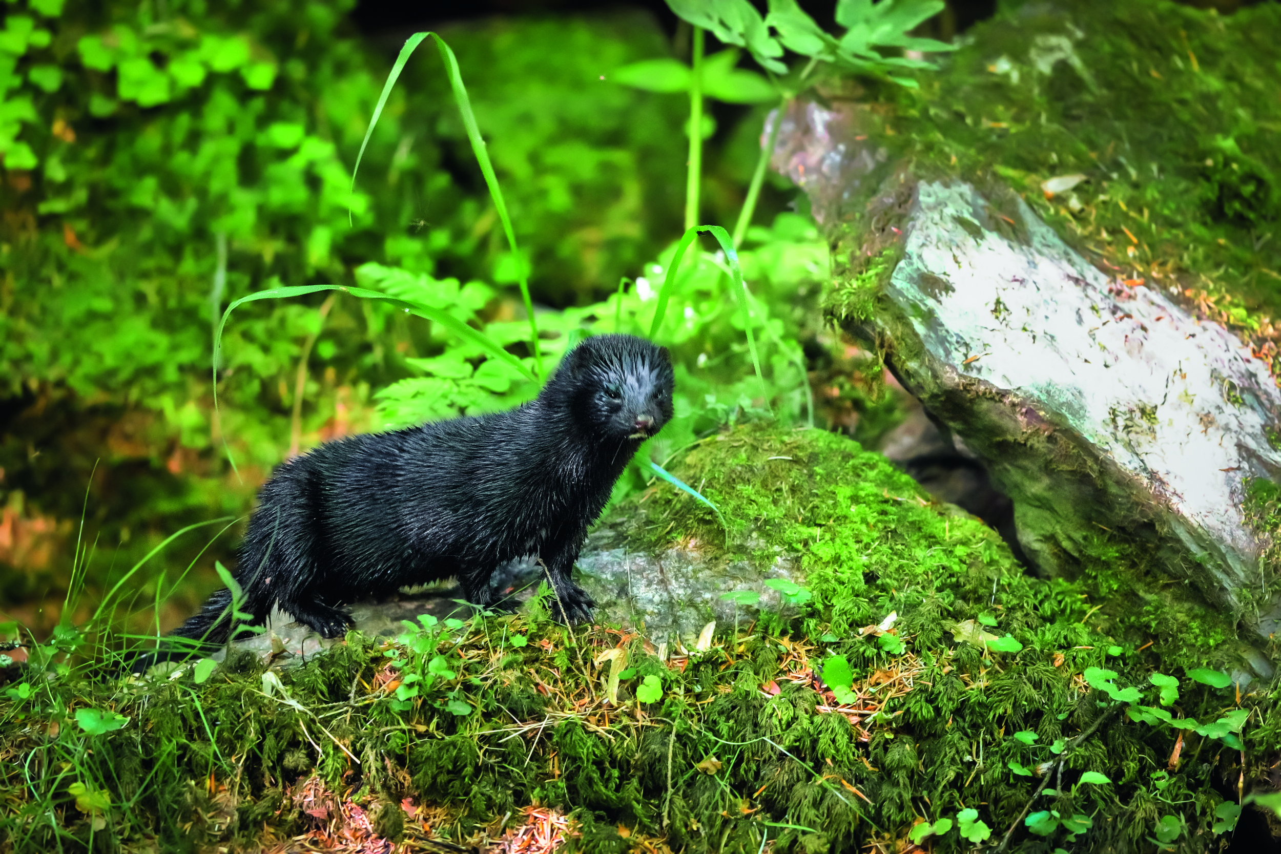 DNA can help clear our rivers of invasive mink