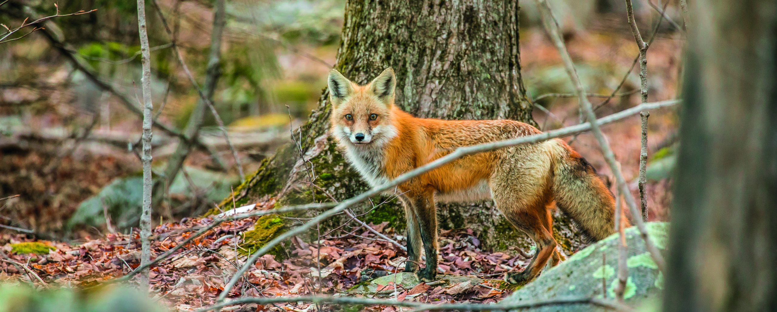 Scottish ministers push ahead with ban on snares