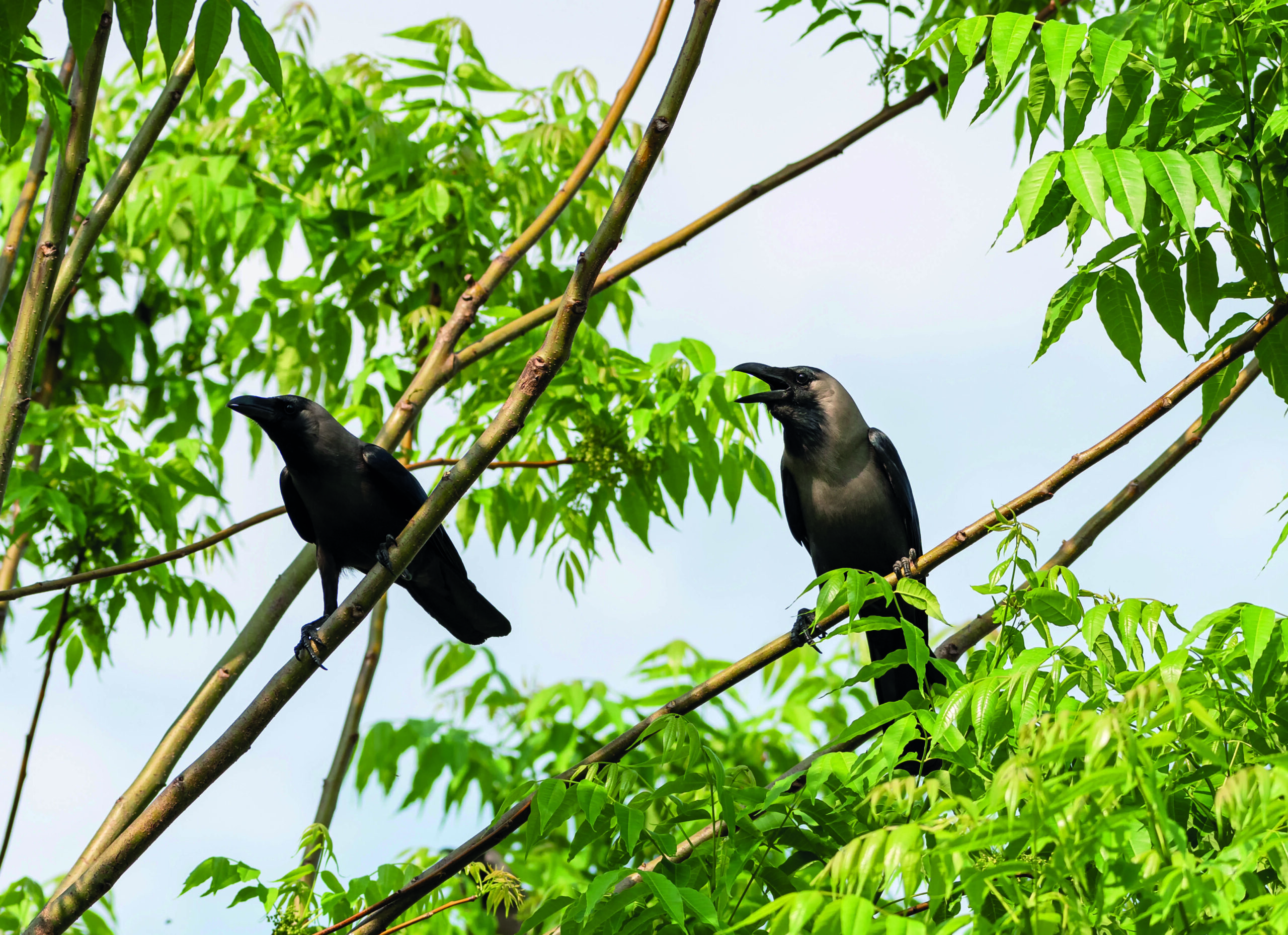 Kenya rolls out poison to cull voracious crow species