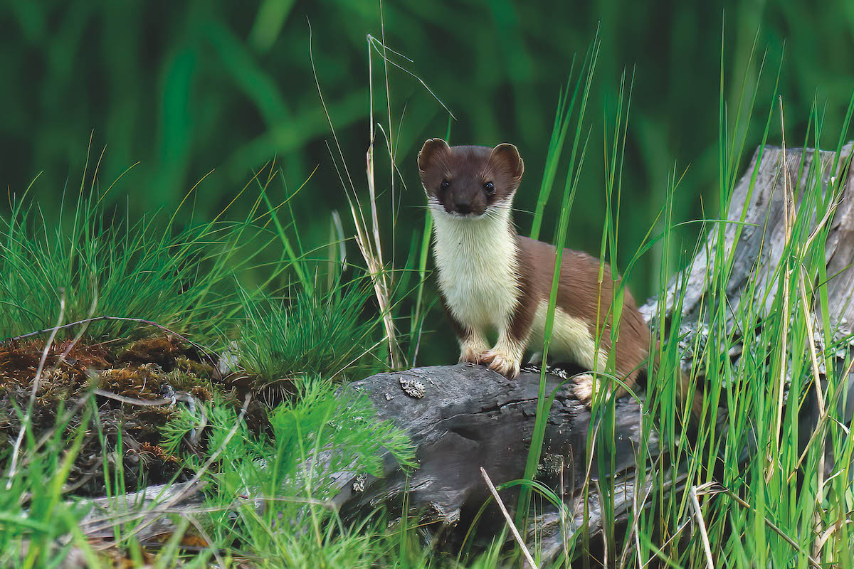 Predator eradication to cost a further £8 million