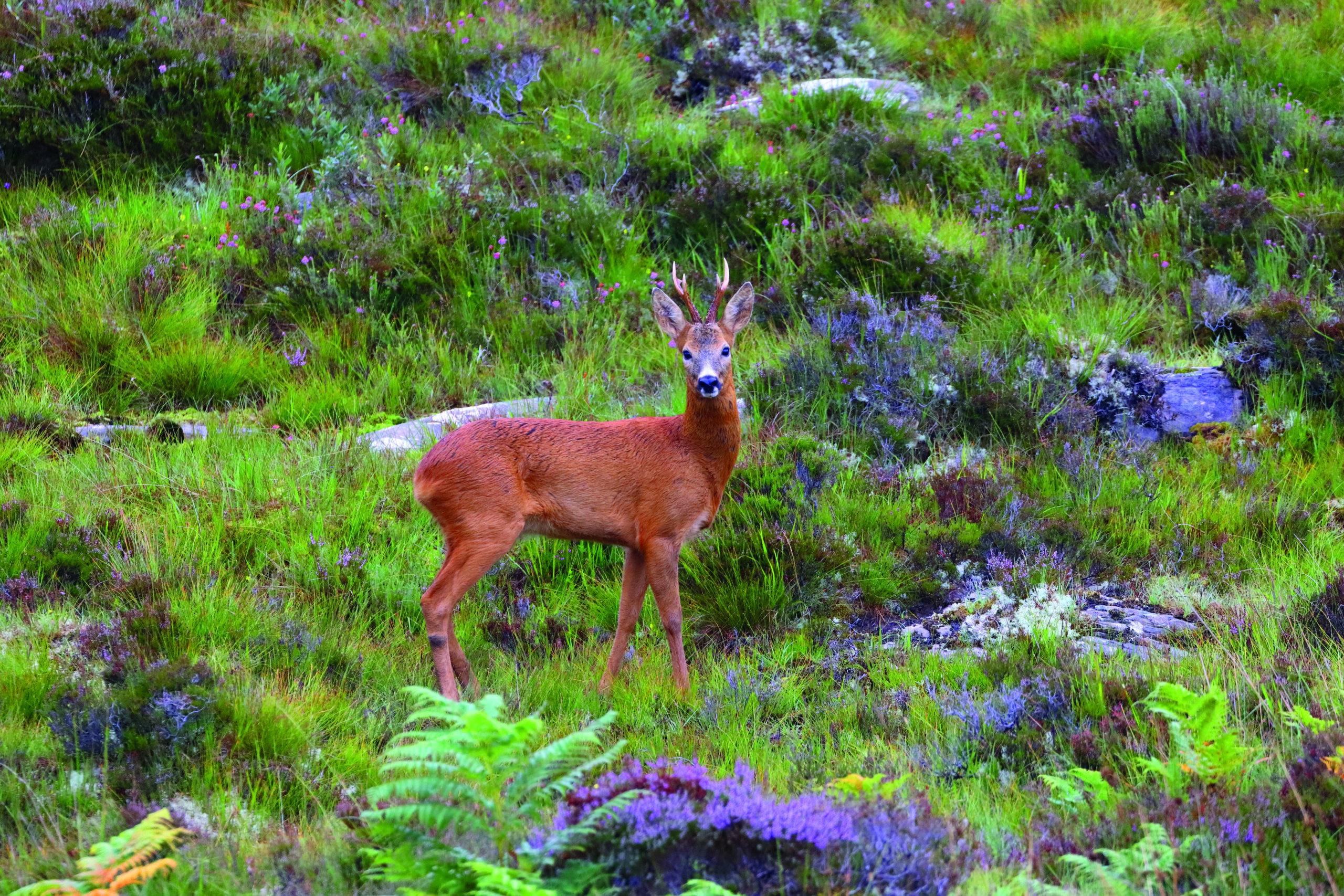 We must all come together to save our deer, says BDS