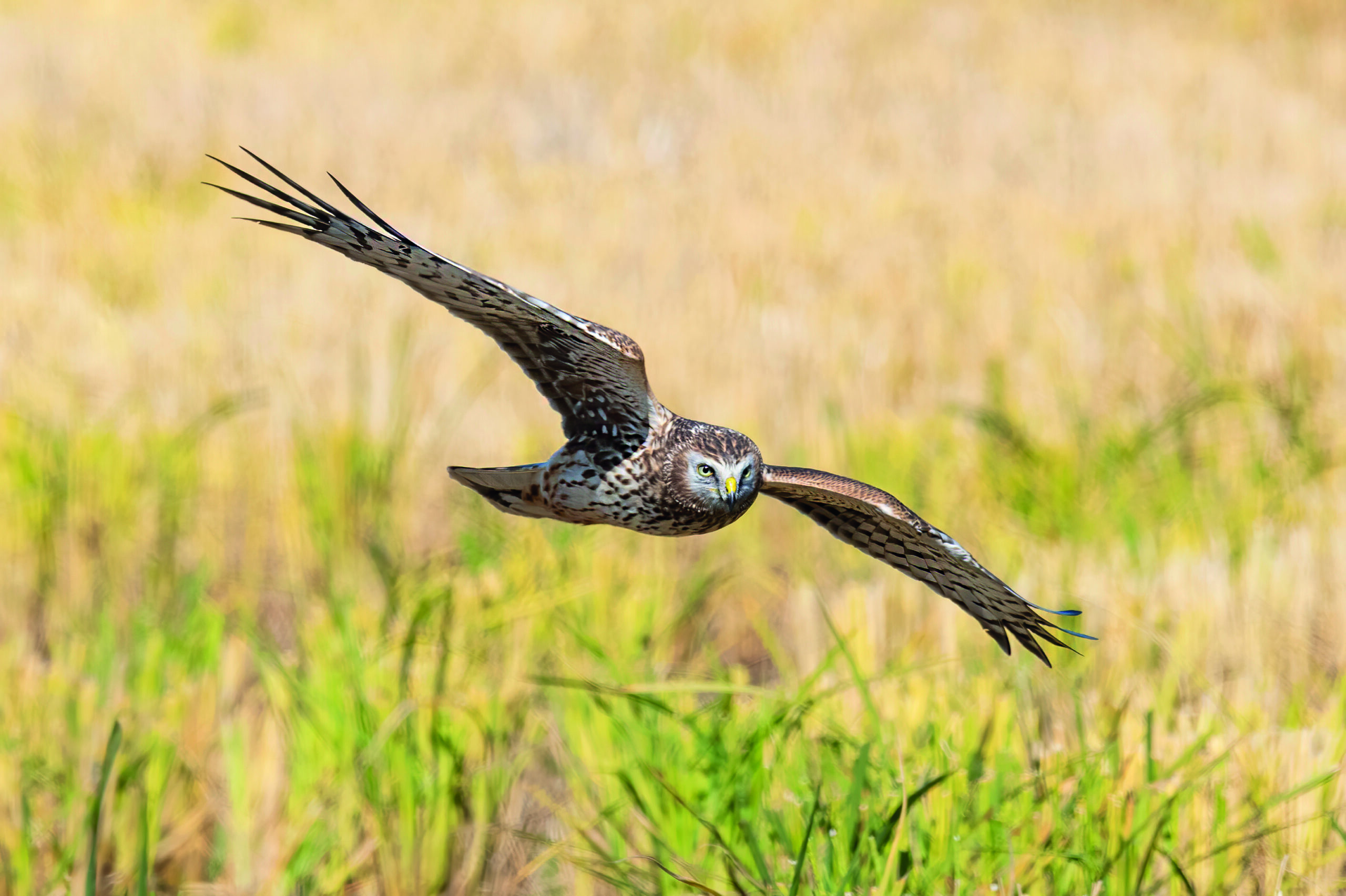 Hen harrier plan is slated by Irish nature agencies