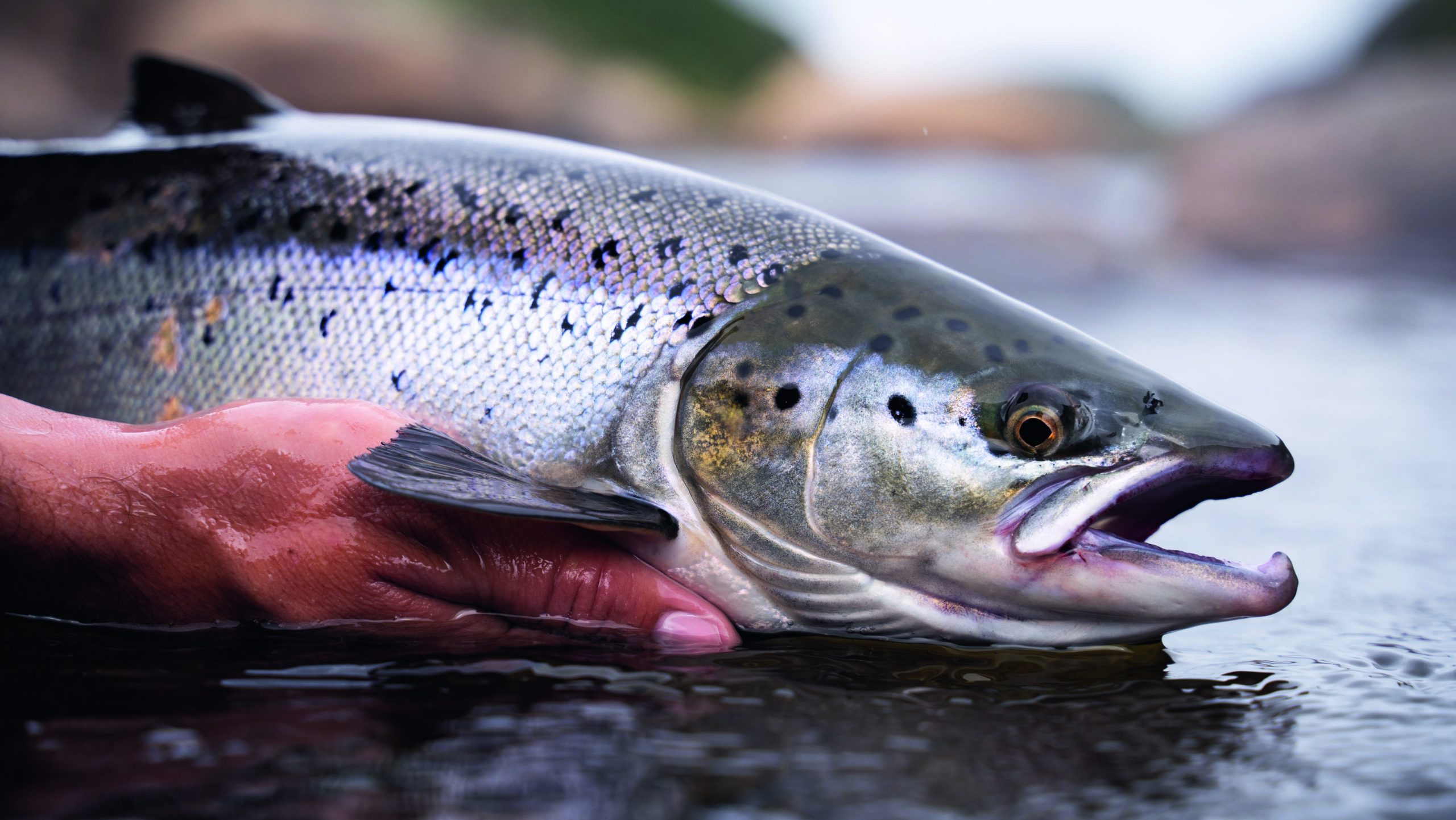 New research offers route to saving wild salmon populations in Scotland.