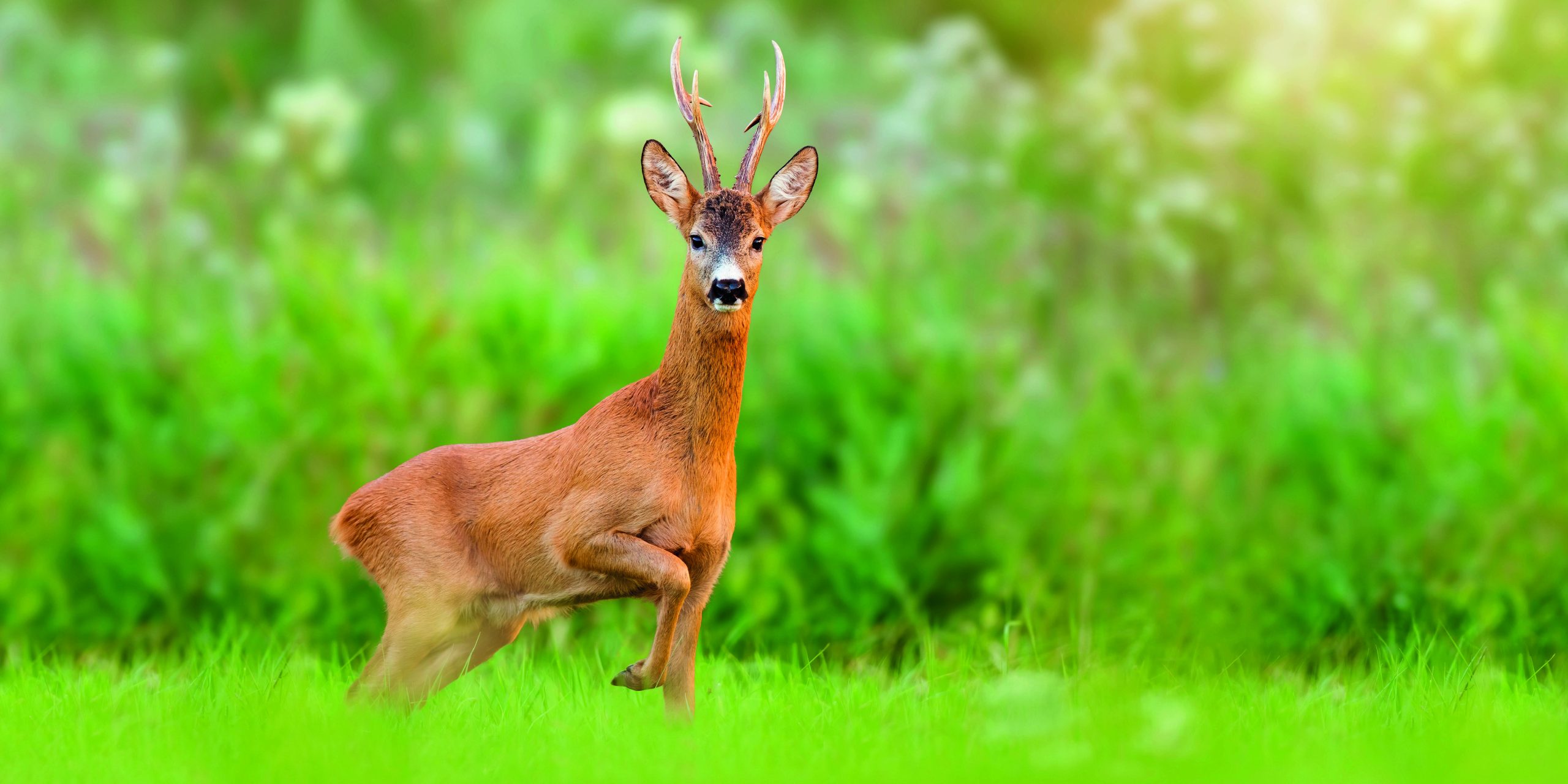 Roe cull acceptable? It’s thanks to Bambi