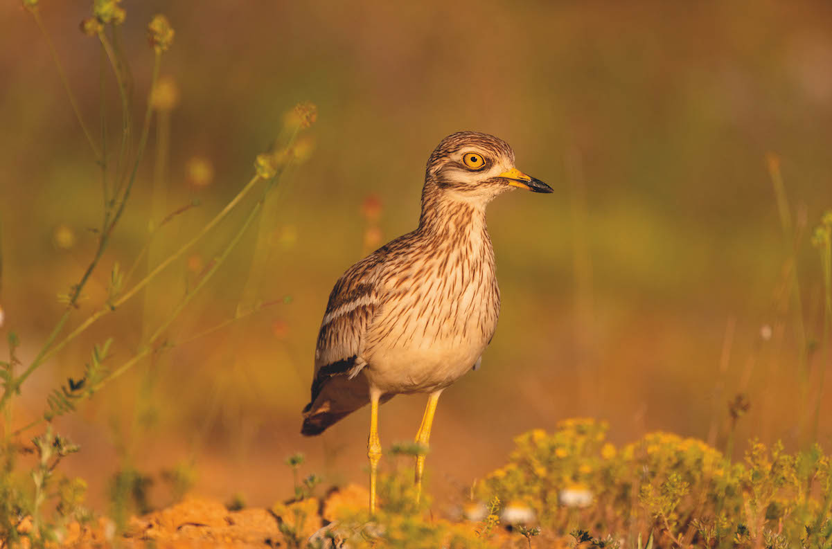 Stone curlew could halt housing plans in Norfolk