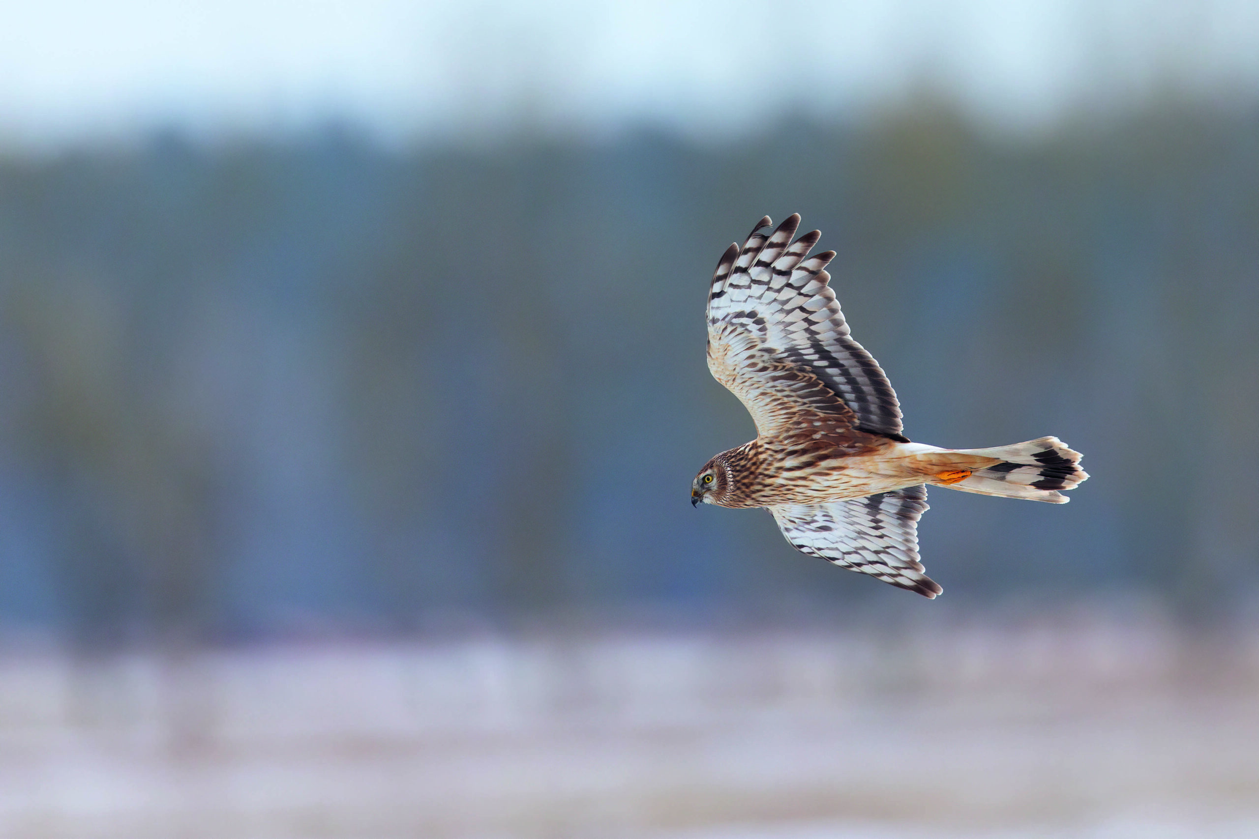 Raptor killers are undermining our conservation credentials