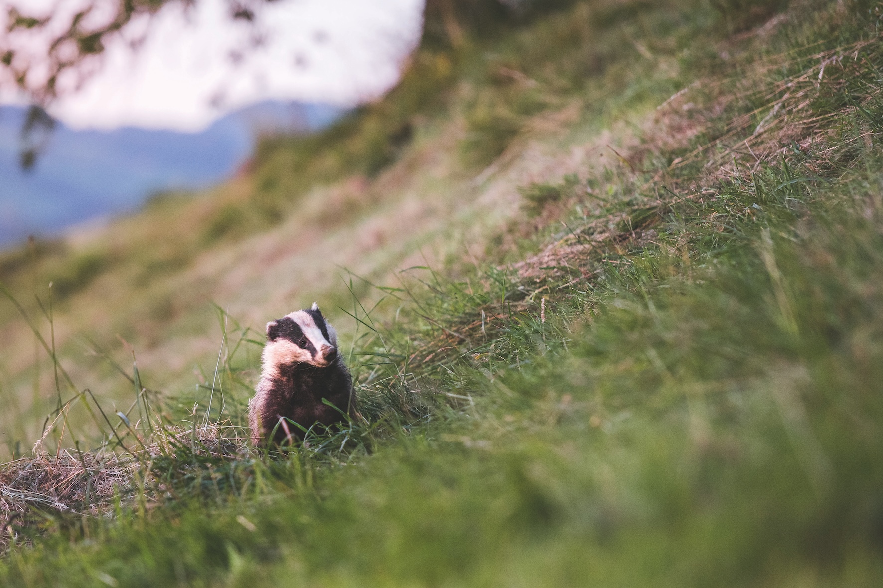 Natural England increases costs of new cull challenges