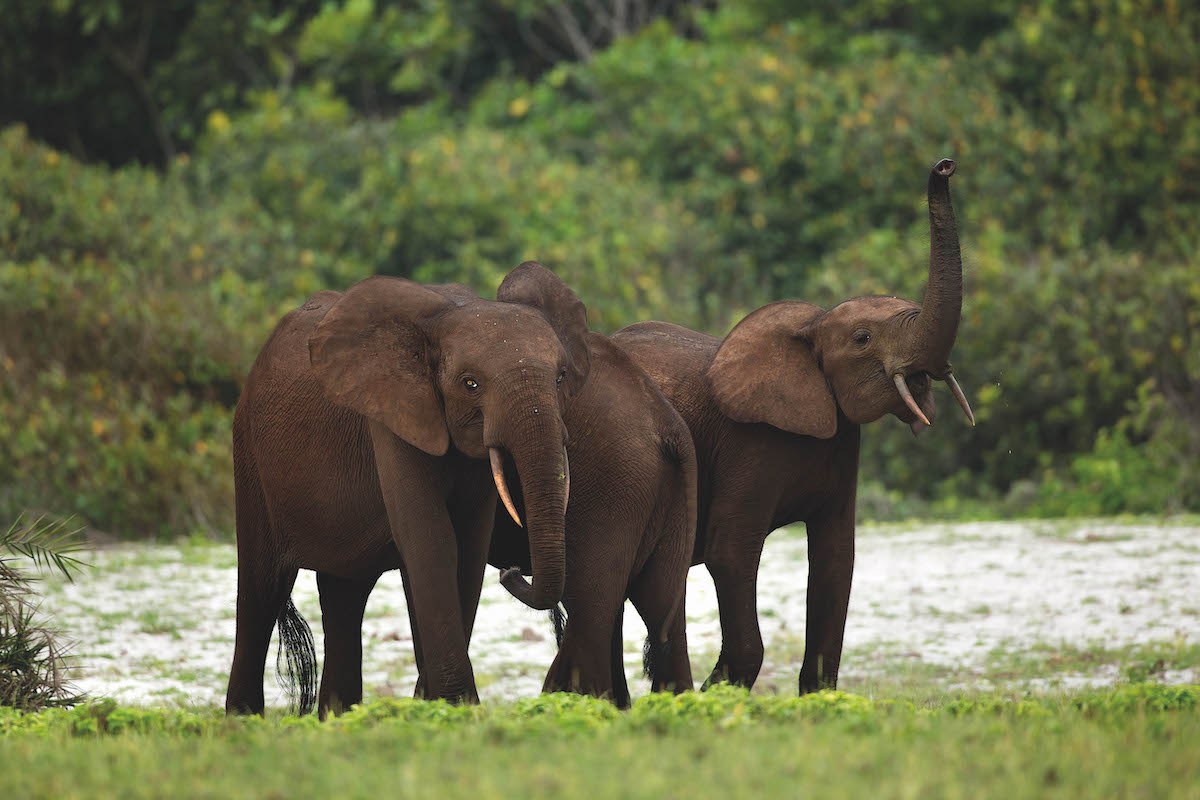 Ivory traffickers arrested