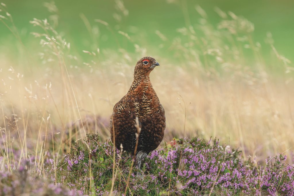 The tiny heroes keeping red grouse alive