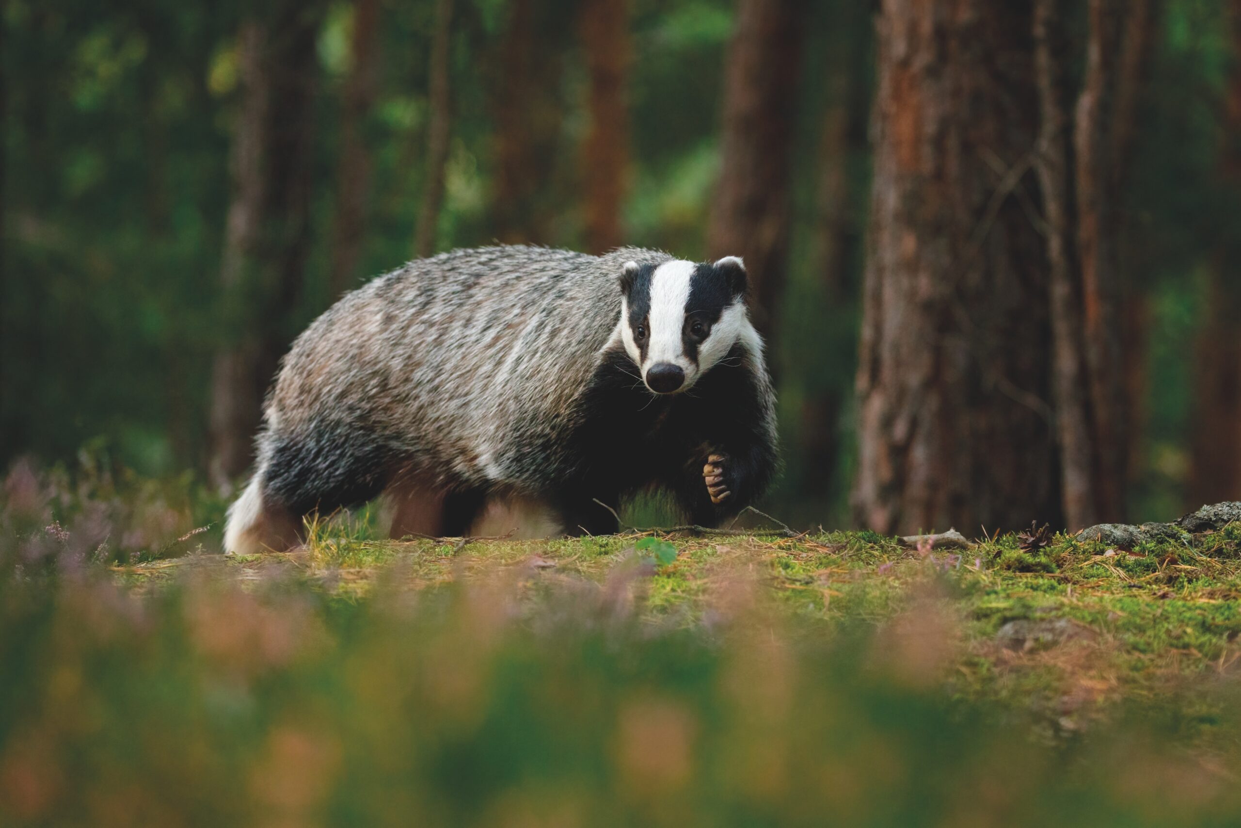 Badger cull phase-out is overturned by Government