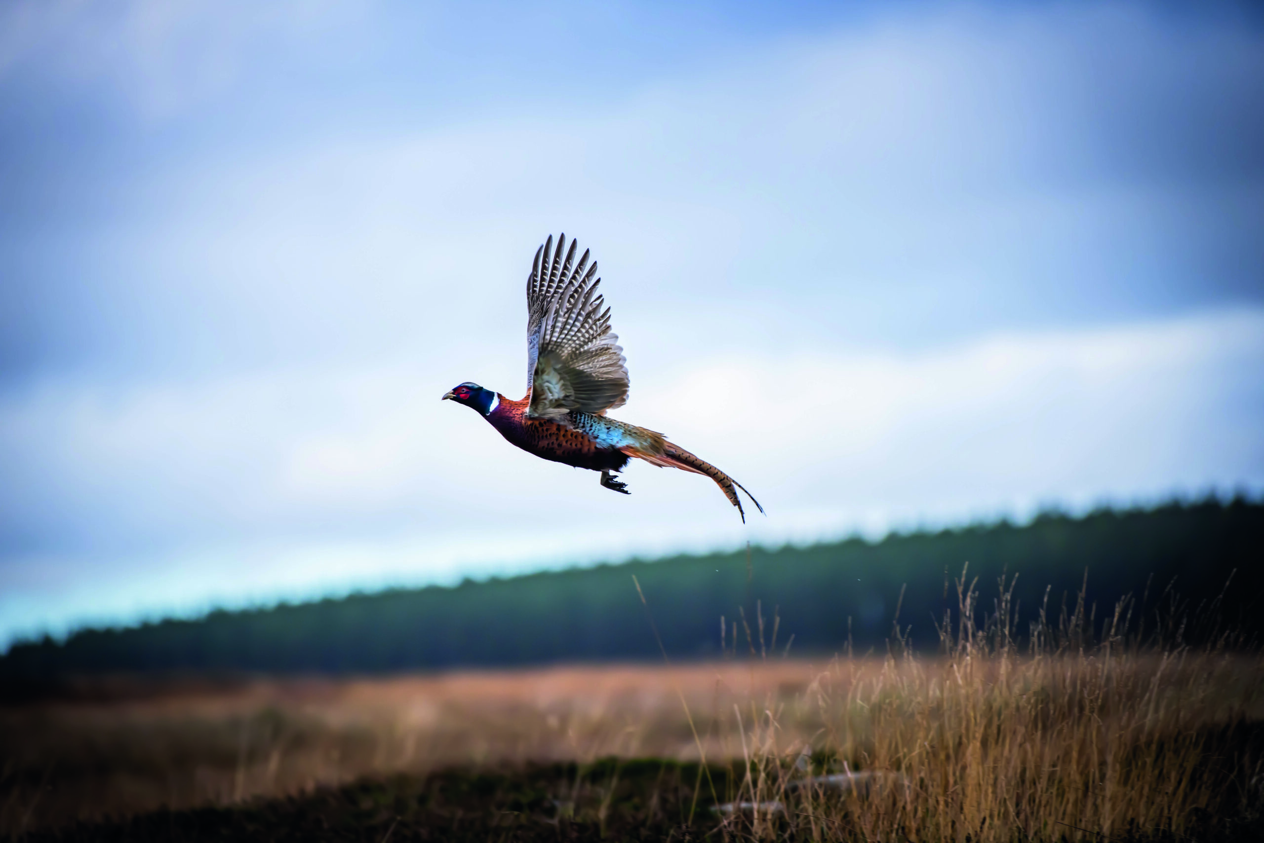 Defra modifies GL45 as bird flu risk downgraded