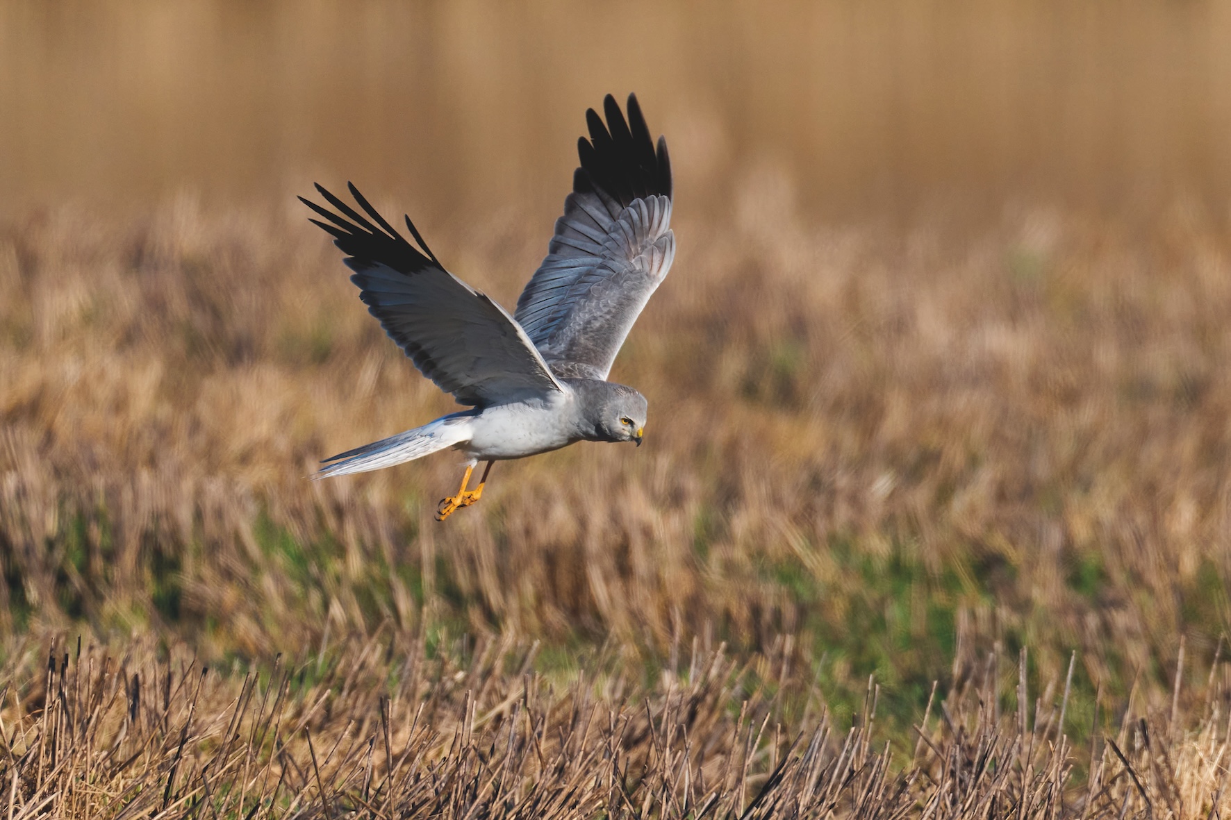 Hen harriers in recovery