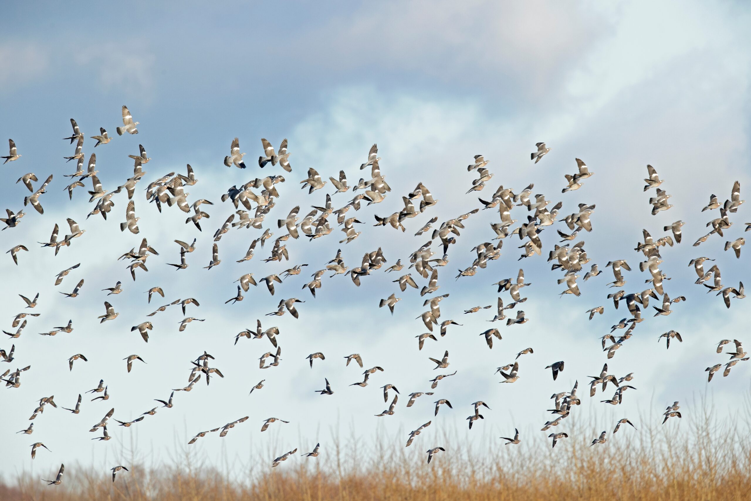 What’s on the 2024 ‘pest birds’ licence?