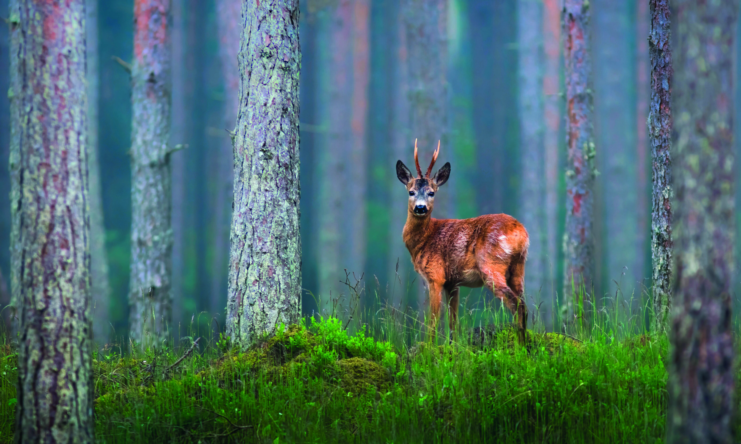 Warnings over future  ‘silent forests’ in Britain