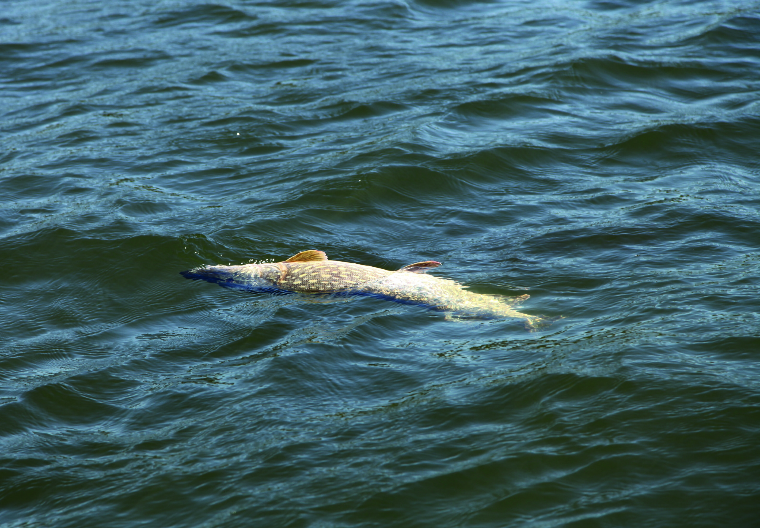 Fish in Boston waterway are found dead or dying