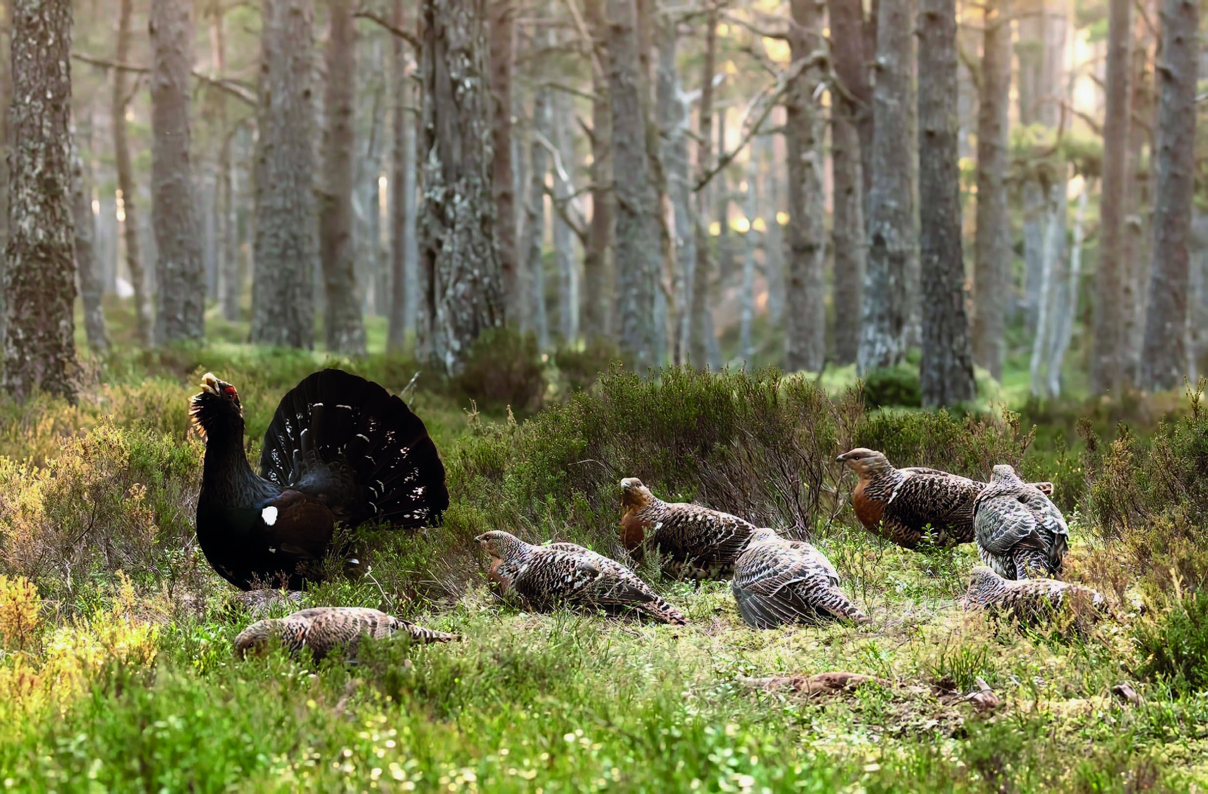 Fake nest trial could be a lifeline for the capercaillie