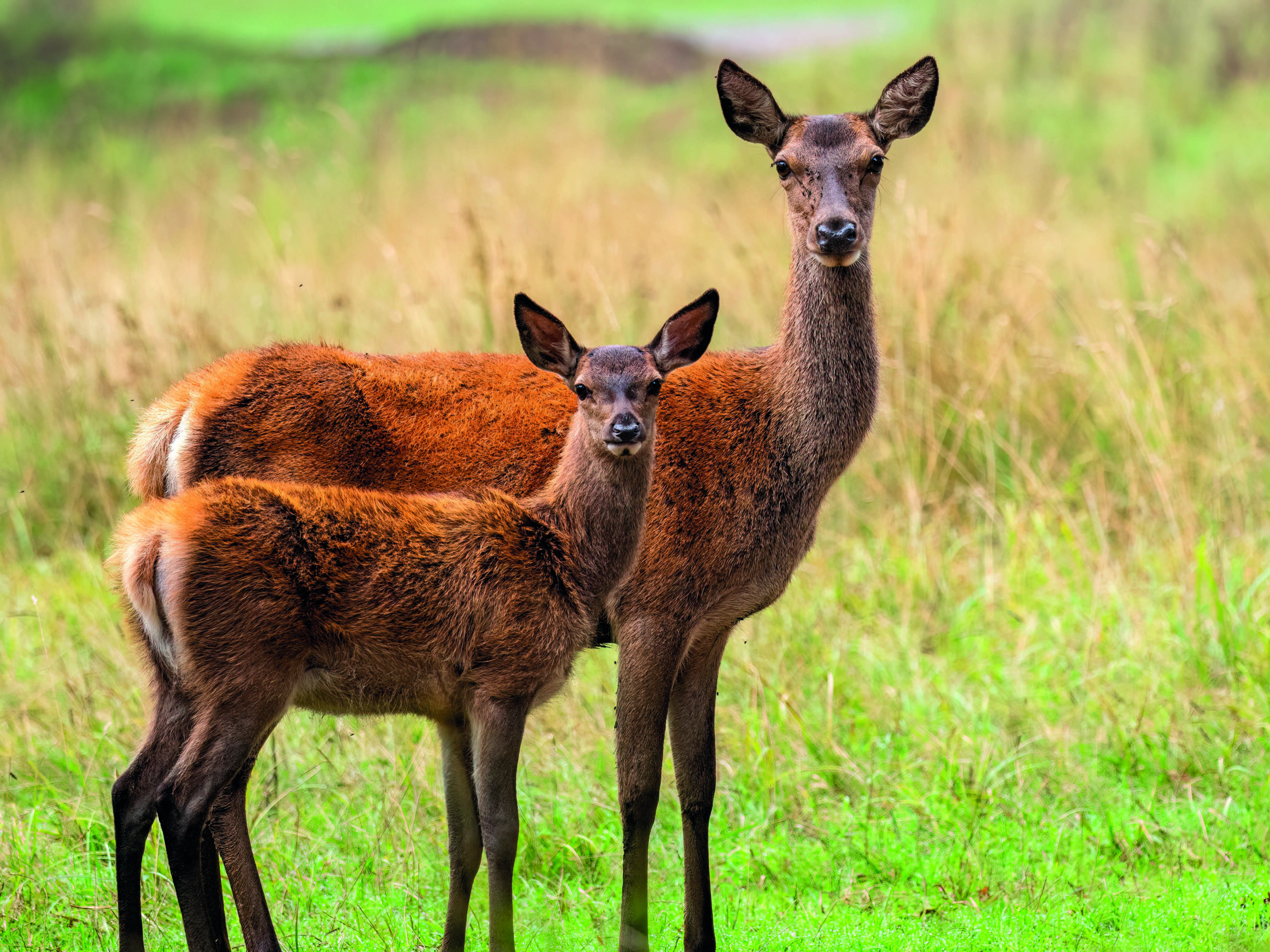 Doubts on deer management